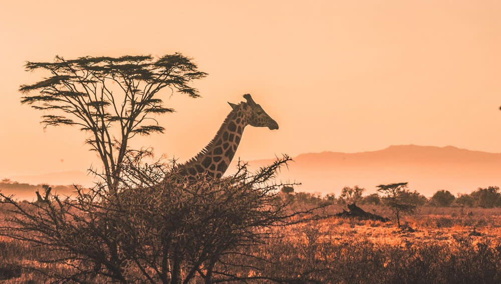Giraffes, Serengeti Safari Tour