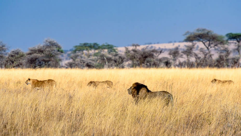 Serengeti Safaris