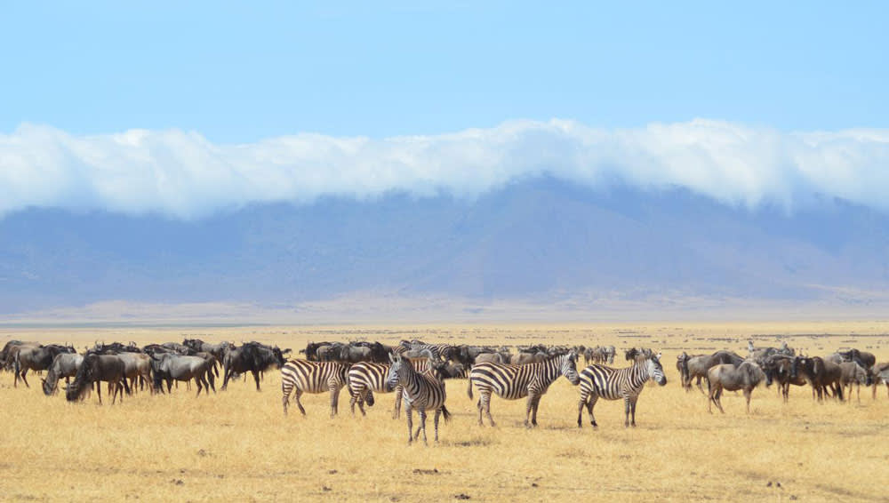 Zebras Serengeti Tanzania