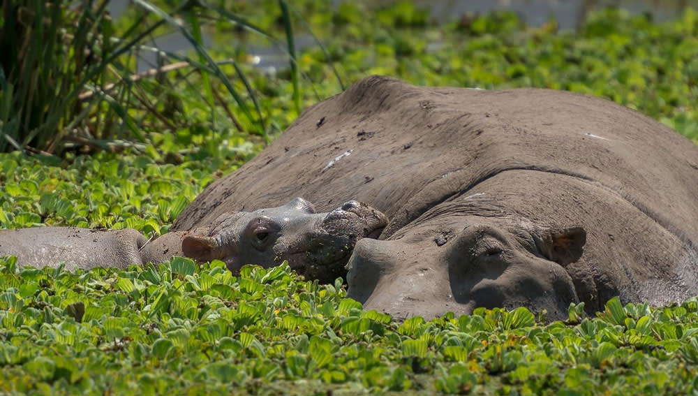 Black Rhino, Serengeti Tanzania