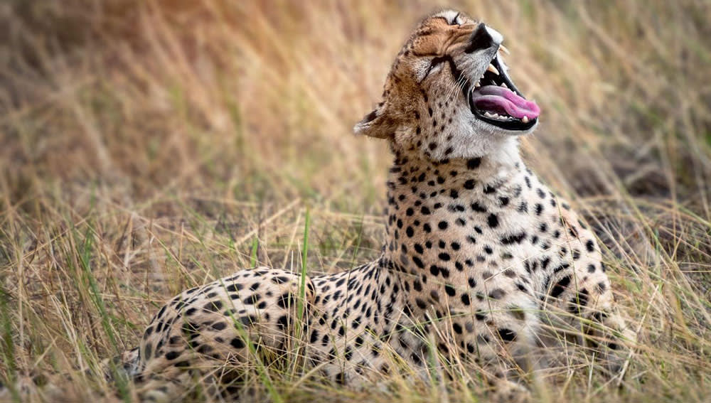 Serengeti Safari Tour