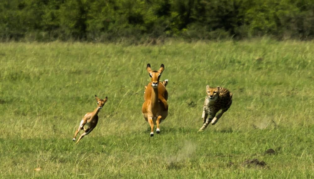 Masai mara