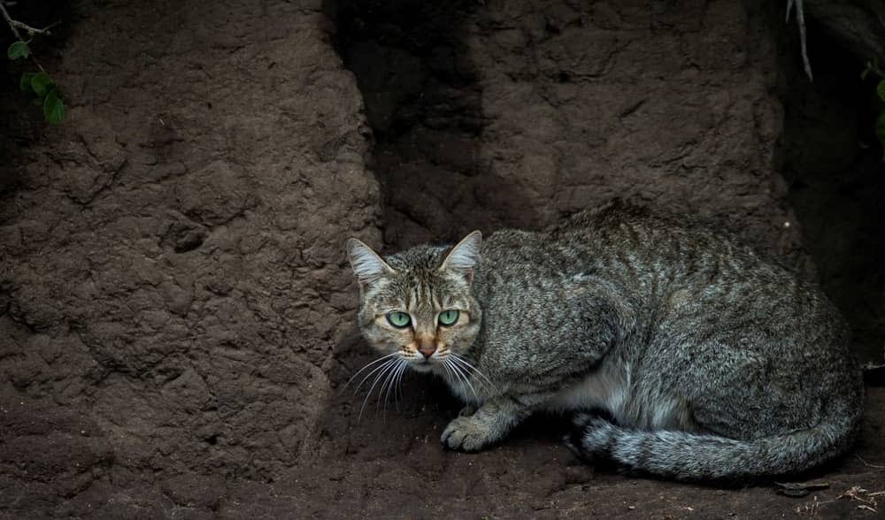 african wild cat