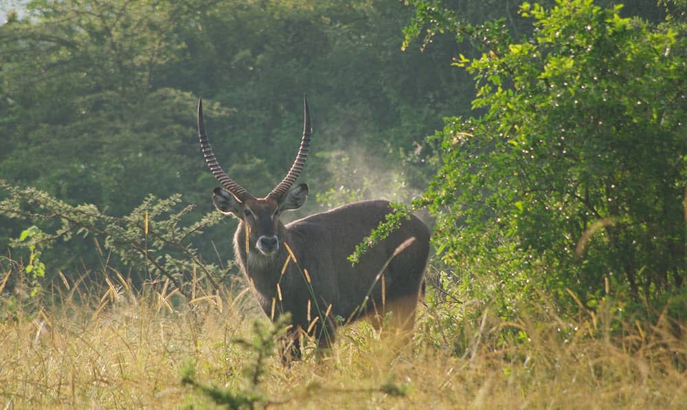 impala