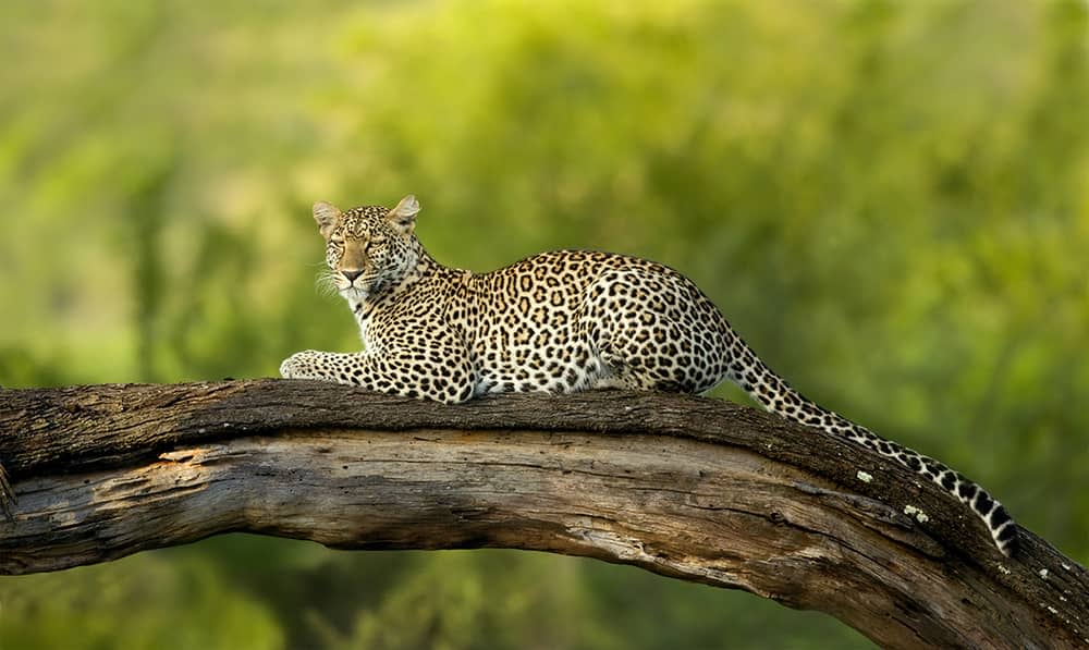 Cheetah in the Serengeti