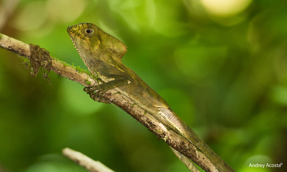 The Lodge That Saved A Rainforest