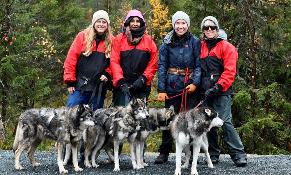 Husky walking in Finland