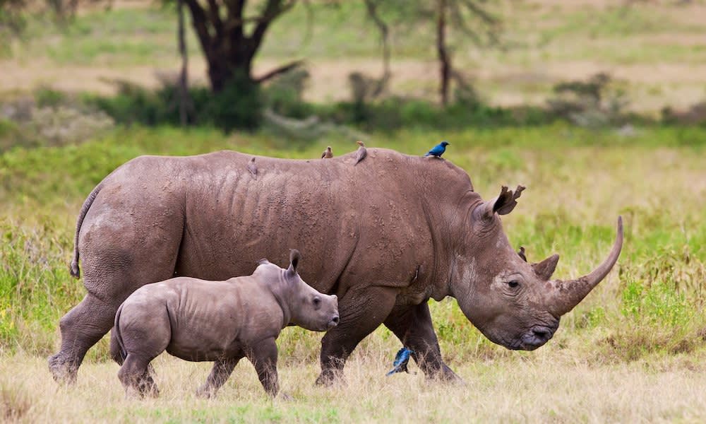 Rhino with her calf at Lake Nakuru National Park, Kenya