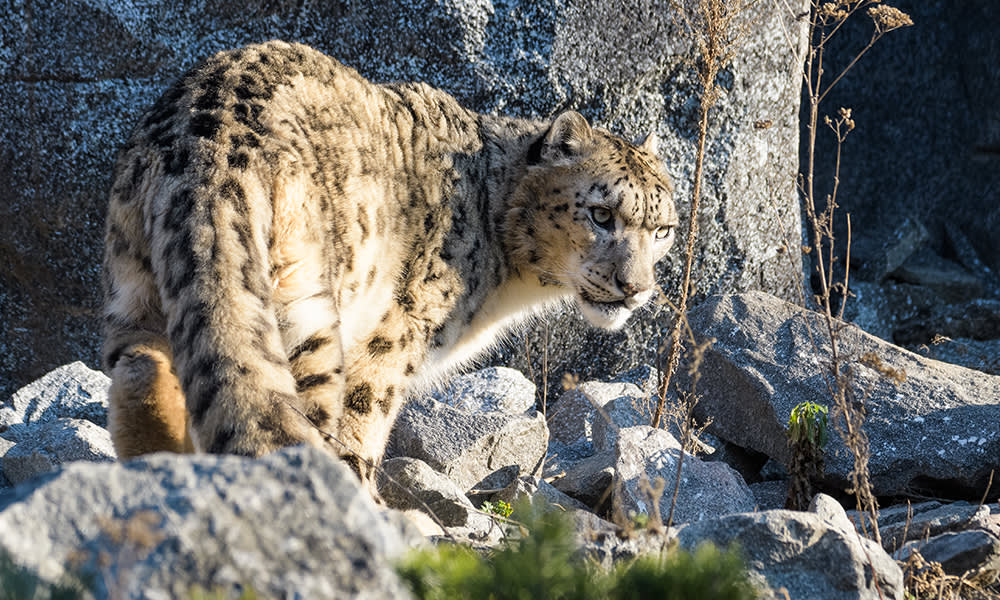 Snow Leopard in Ladakh