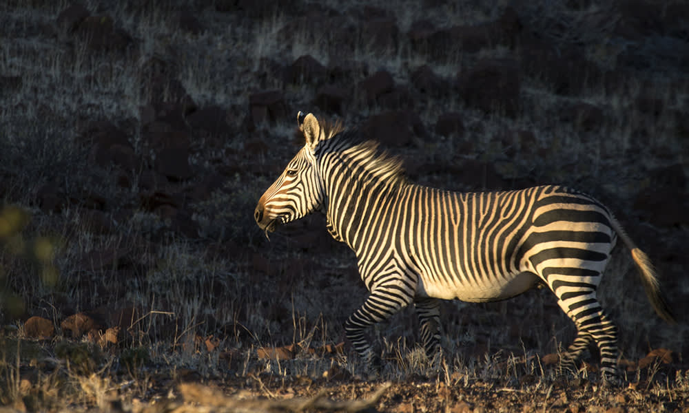 Zebra in the Palmwag Concession