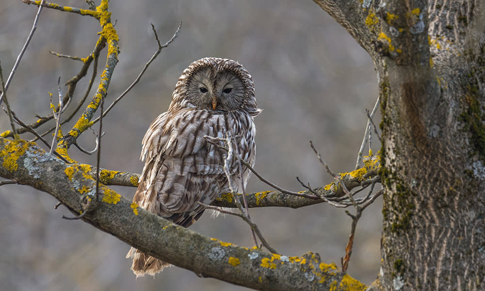 Ural Owl, Romania