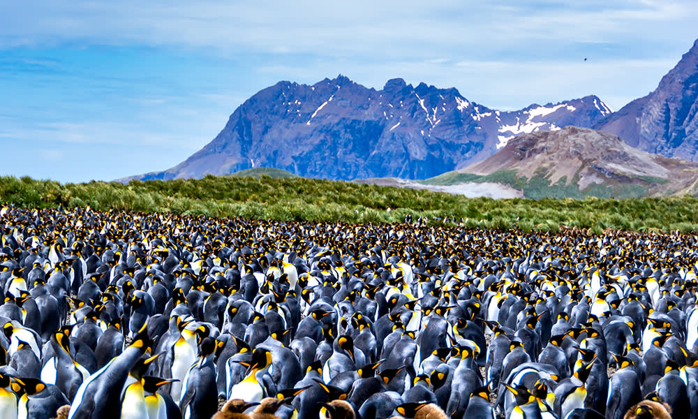 King penguins in South Georgia