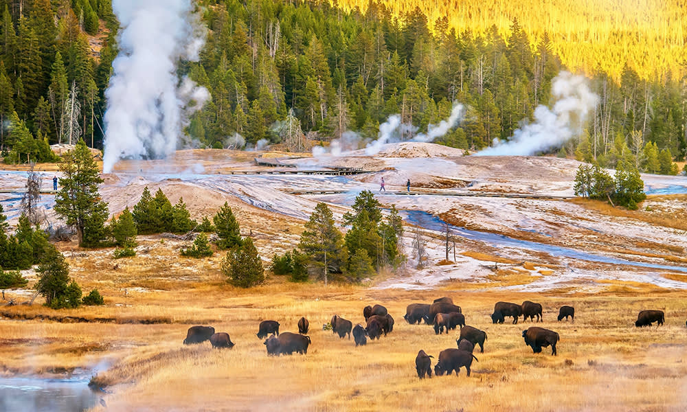 Bison Yellowstone National Park