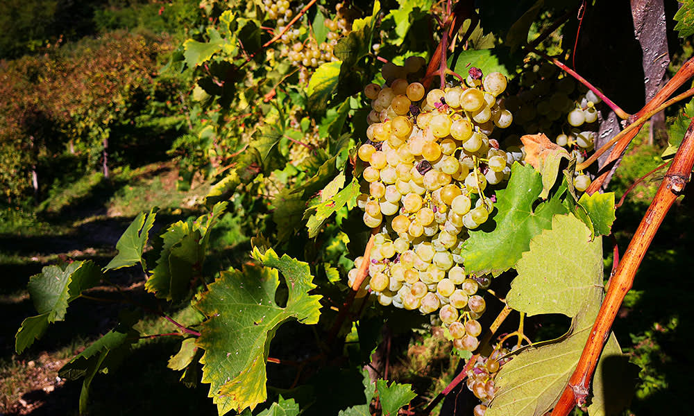 Grape Harvest