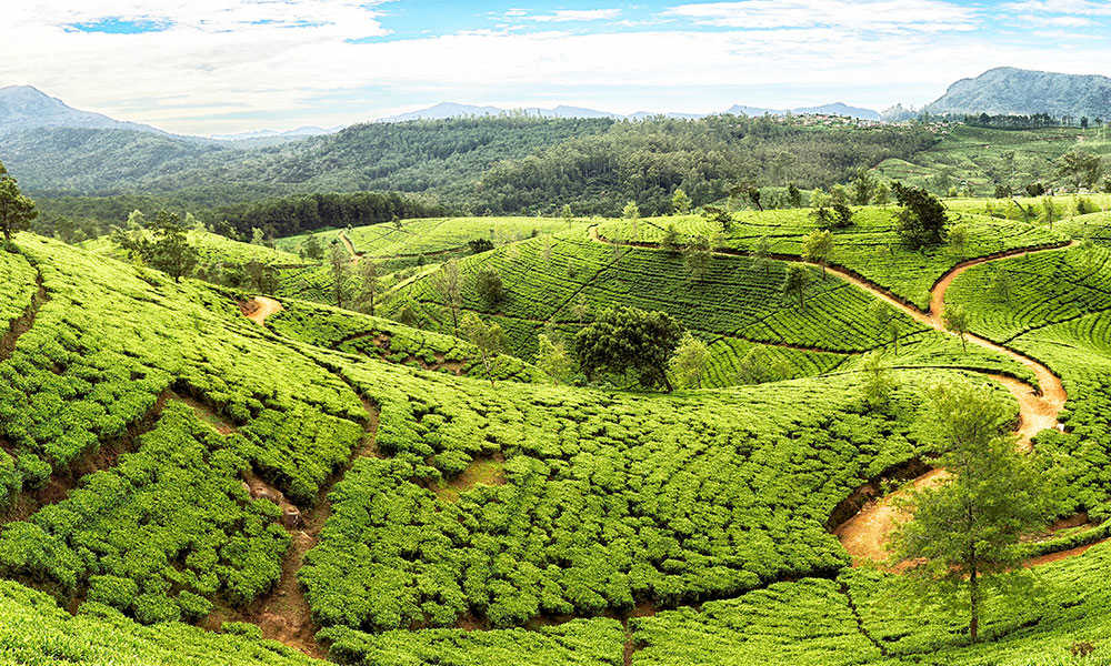 sri lanka tea plantations