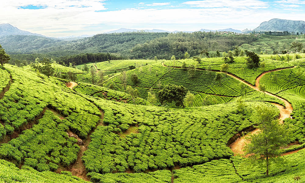 Tea Plantation