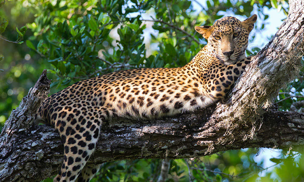 Leopard in Yala National Park