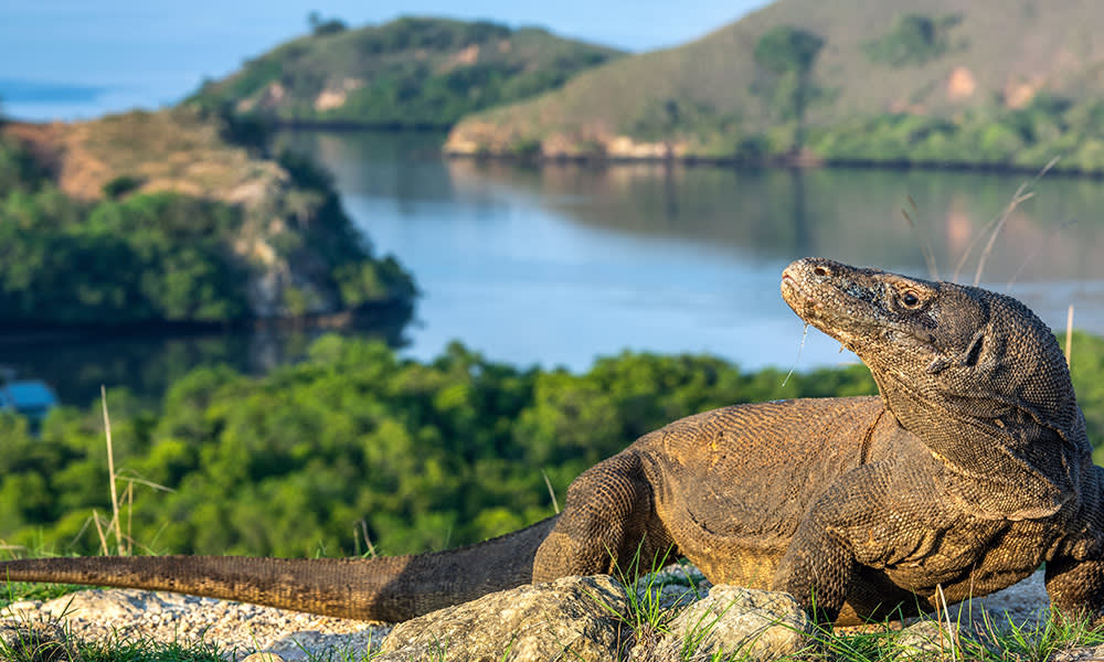 Komodo Dragons, Indonesia