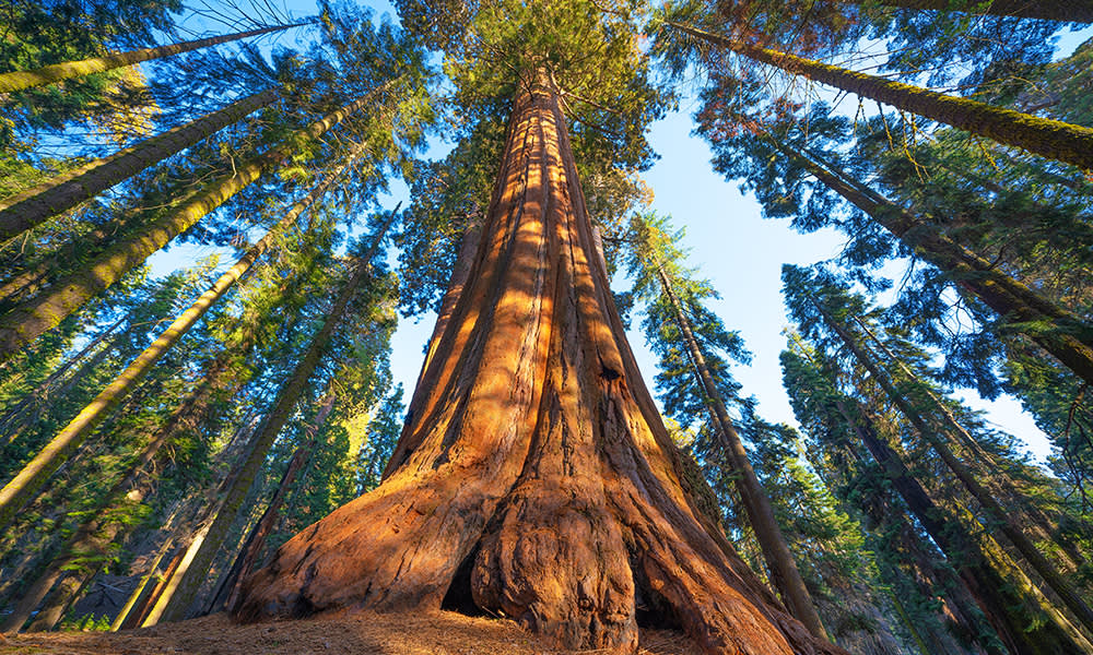 Yosemite Sequoias