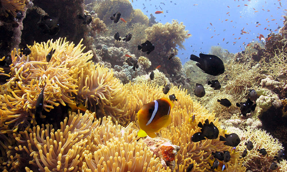 Snorkelling in the Red Sea, Jordan