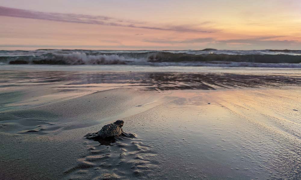 Costa Rica, Green Turtle nesting season