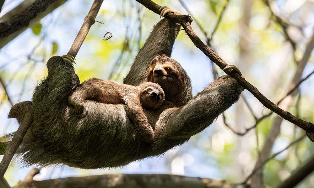 Sloth and her cub in Costa Rica