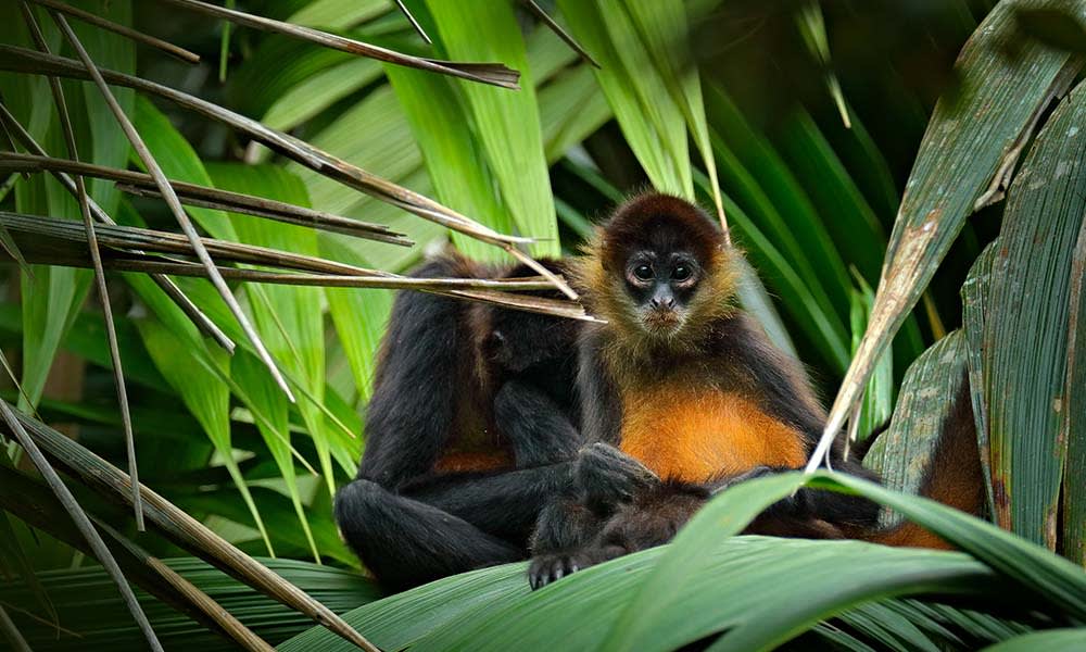 Spider monkeys, Costa Rica