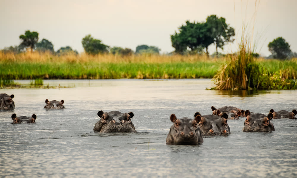 5 Incredible Wildlife Encounters You Won’t Want To Miss Next Year