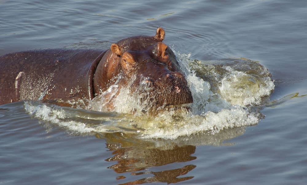 Hippos bathing in the water