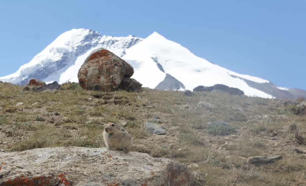 pika