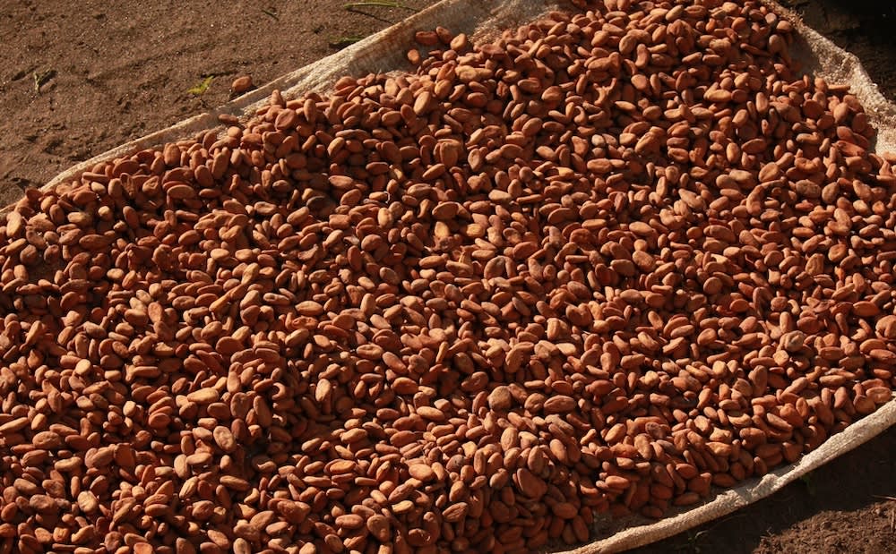 Cocoa beans from St Lucia