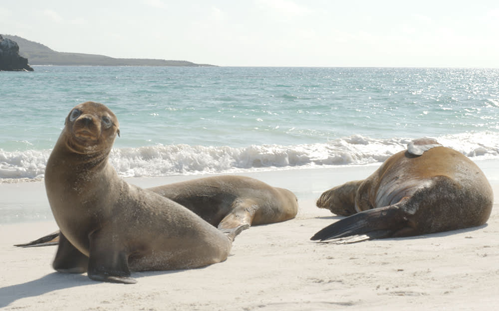 Sea lions on the Galapagos