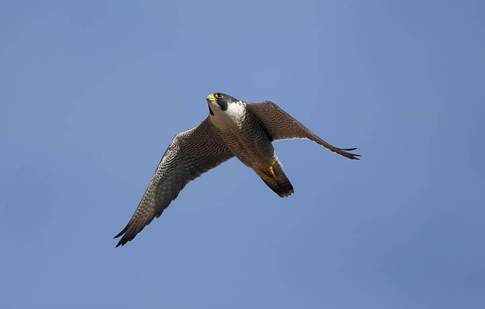 Peregrine falcon