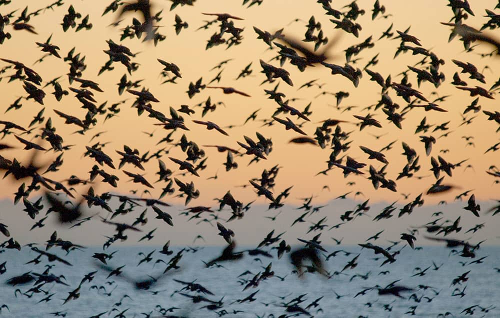 Starling murmuration