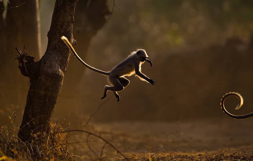 langur