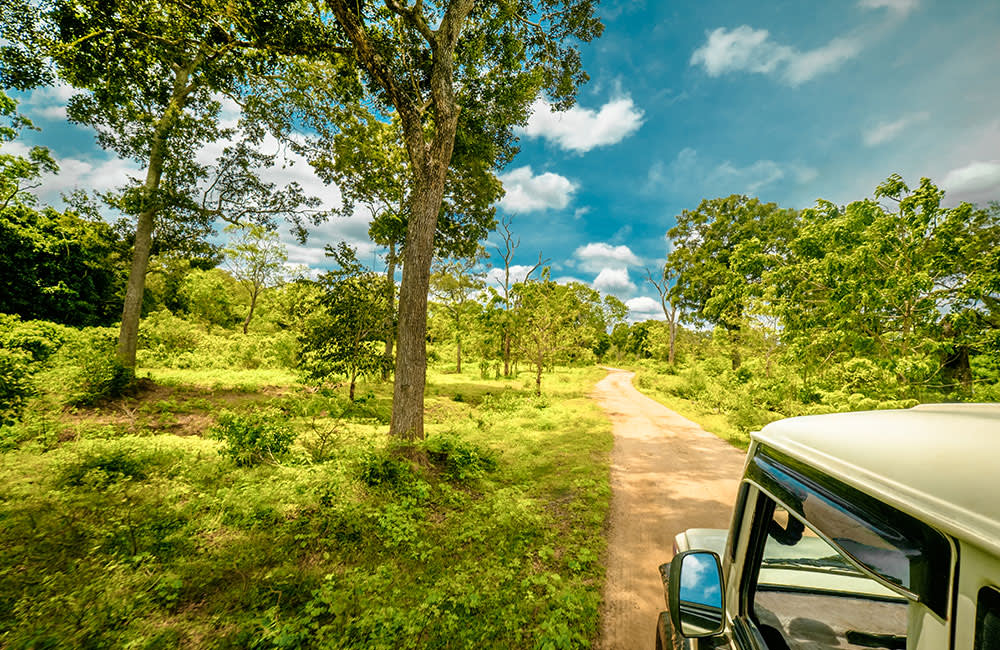 Yala national park