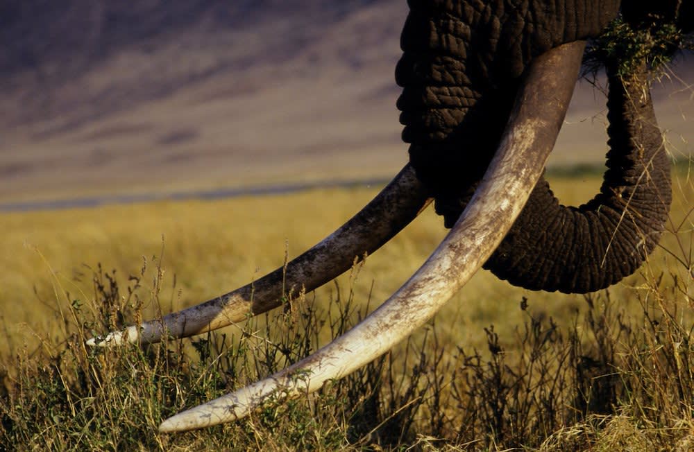 African elephant up close