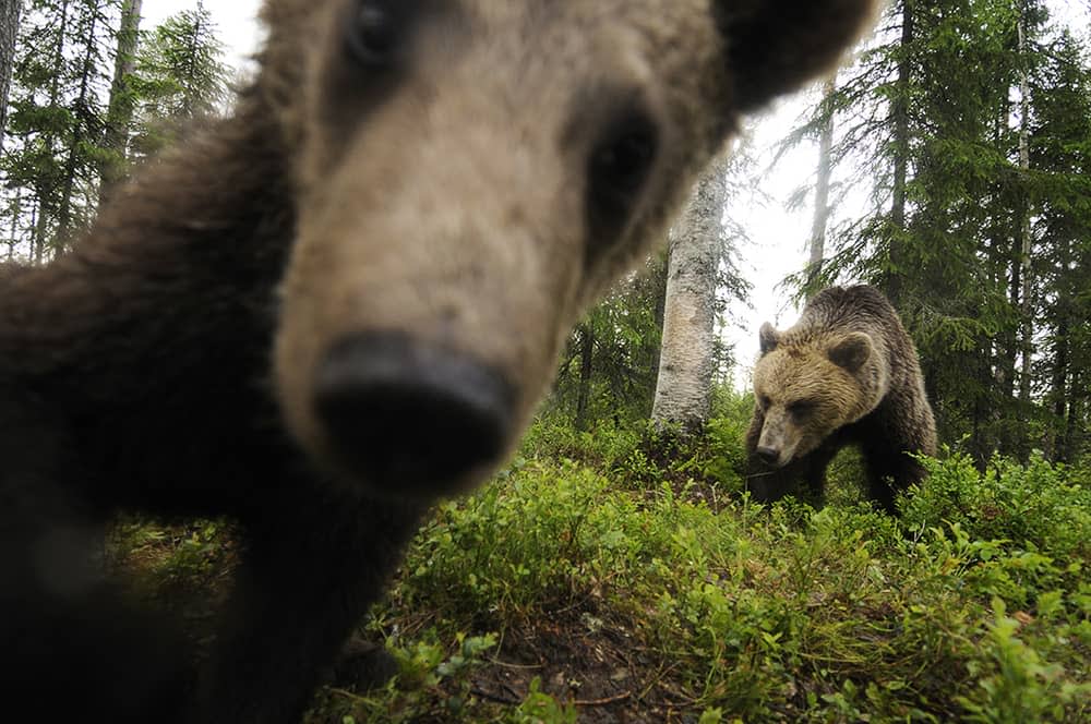 brown bears