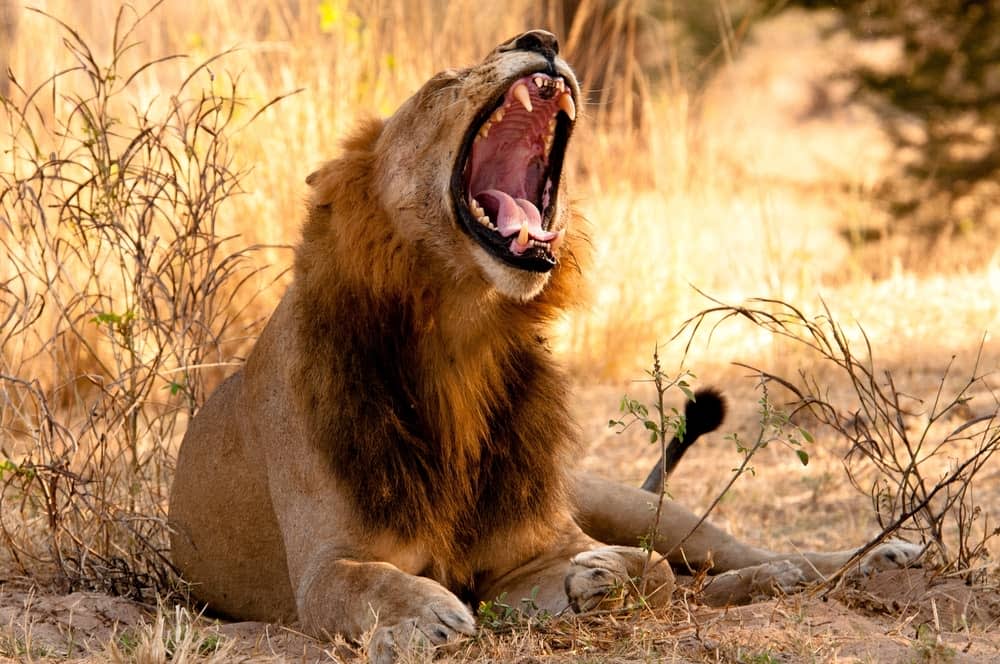 lion roaring