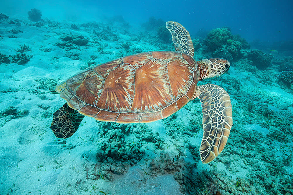 swimming turtle