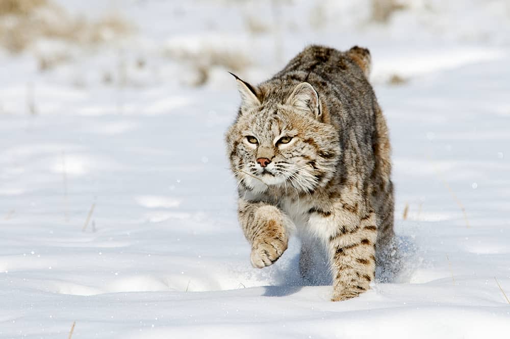 bobcat