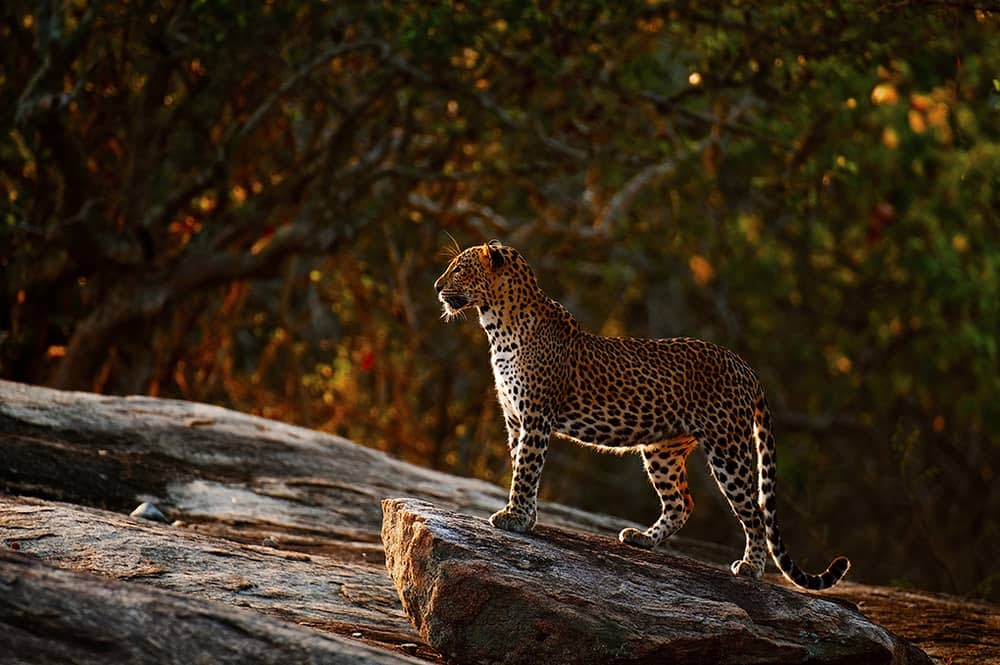 Leopard in Yala National Park, Sri Lanka