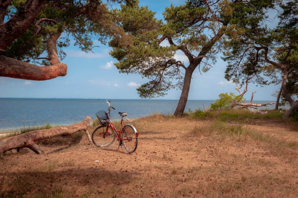 Bicycle beside the sea surrounded by trees