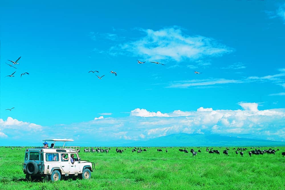 Safari in the Serengeti