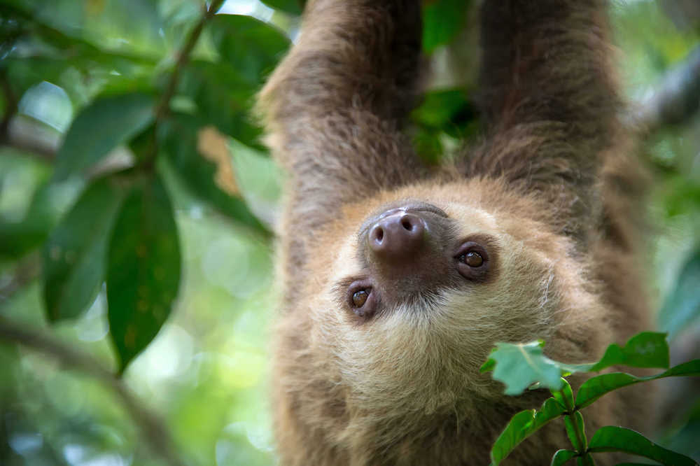 Sloth in the Costa Rican jungle