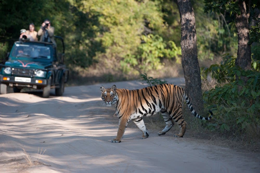 Indian tiger