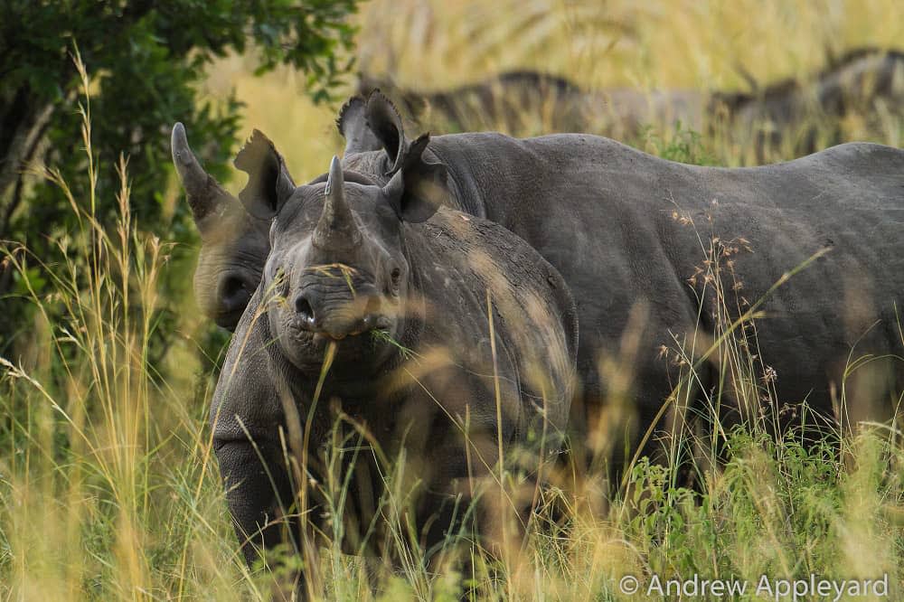 Black rhinos in the Masai Mara