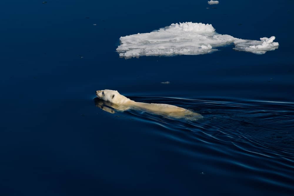 Polar bear swimming in Spitsbergen's icy Arctic waters