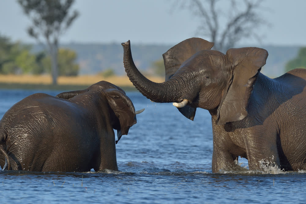 Five of The World’s Most Magnificent Animals To See In The Wild