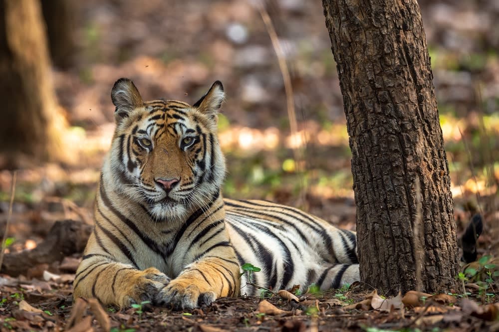 Five of The World’s Most Magnificent Animals To See In The Wild